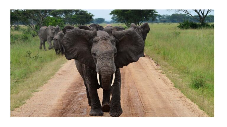 Two Killed in Separate Elephant Attacks in Kwale and Isiolo Counties