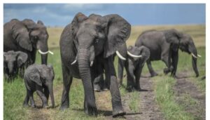 14 elephants die under mysterious circumstances at Amboseli National Park