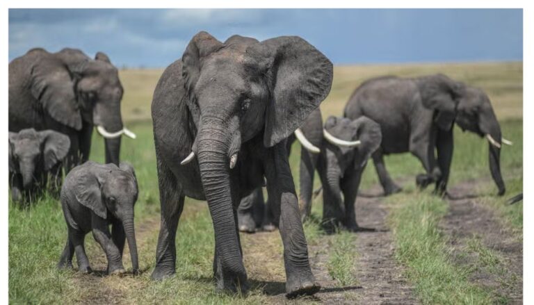 14 elephants die under mysterious circumstances at Amboseli National Park