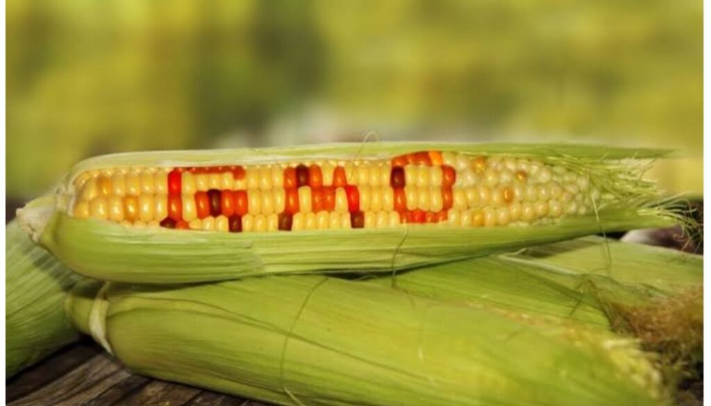 Importers of genetically modified organisms (GMOs) will now be required to obtain clearance from the National Biosafety Authority (NBA)