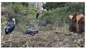 KNH defends decision to cut down trees after Marabou stork outcry
