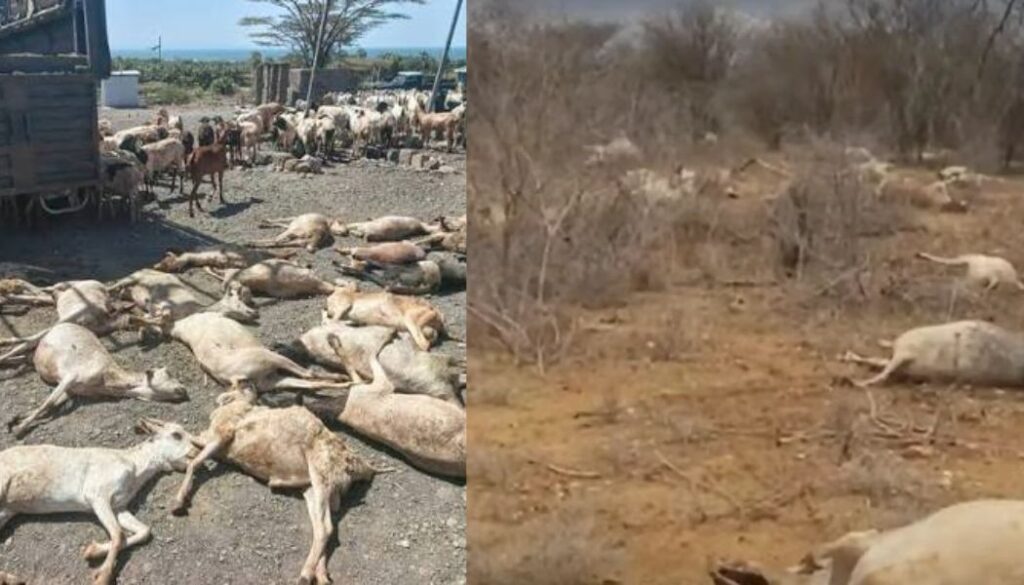 Police officers shoot dead over 700 goats, 500 cattle, and several donkeys in Samburu