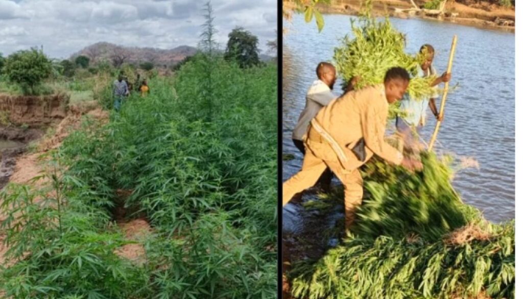 Police raid Ksh.60m bhang plantation in Mwingi