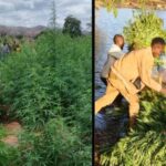 Police raid Ksh.60m bhang plantation in Mwingi