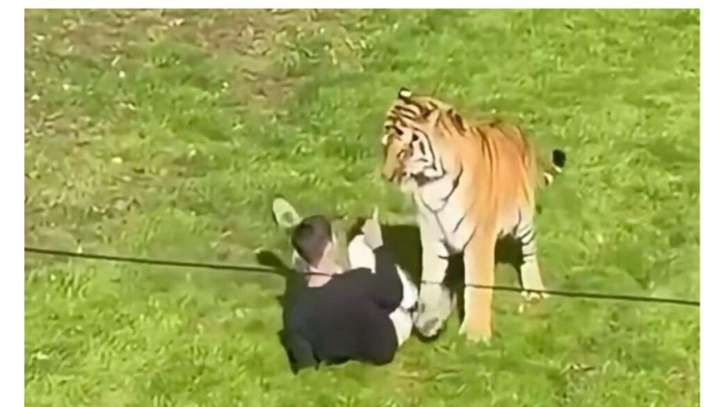 A man has died after entering a tiger enclosure at a wildlife park in northern England and being attacked by one of the animals, police said.