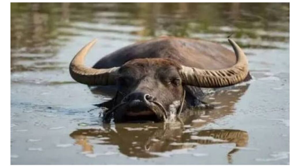 Kenya gazetted domesticated water buffalo as food animal back in 2025.